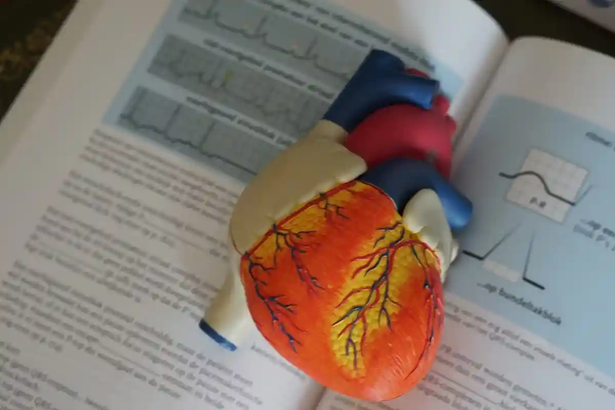 Ученые рассказали о том, как восстановить сердце. Фото: Robina Weermeijer / unsplash.com