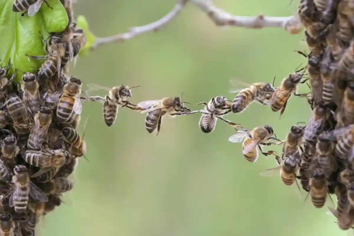 Пчелы имеют не только коллективный разум, но и коллективный характер. Фото: Viesinsh / shutterstock.com