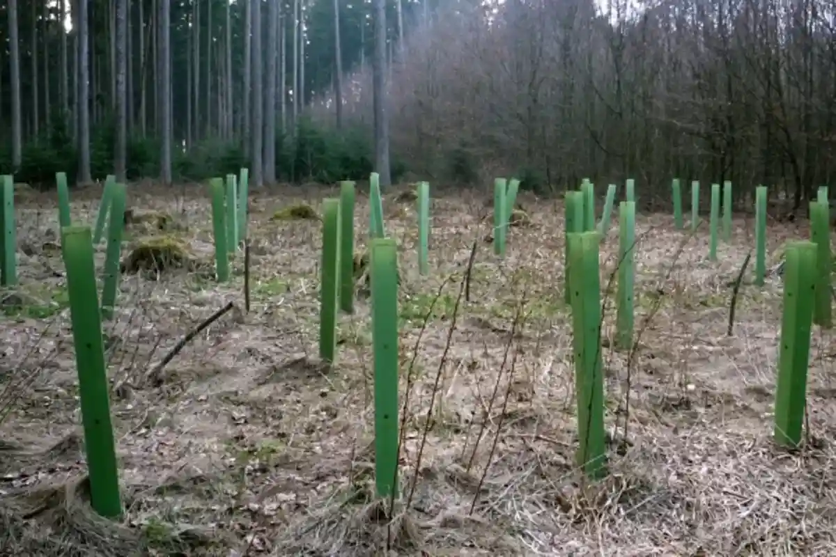 «Лес завтрашнего дня» начинается сегодня. Фото: T. Kudernatsch / www.waldbesitzer-portal.bayern.de
