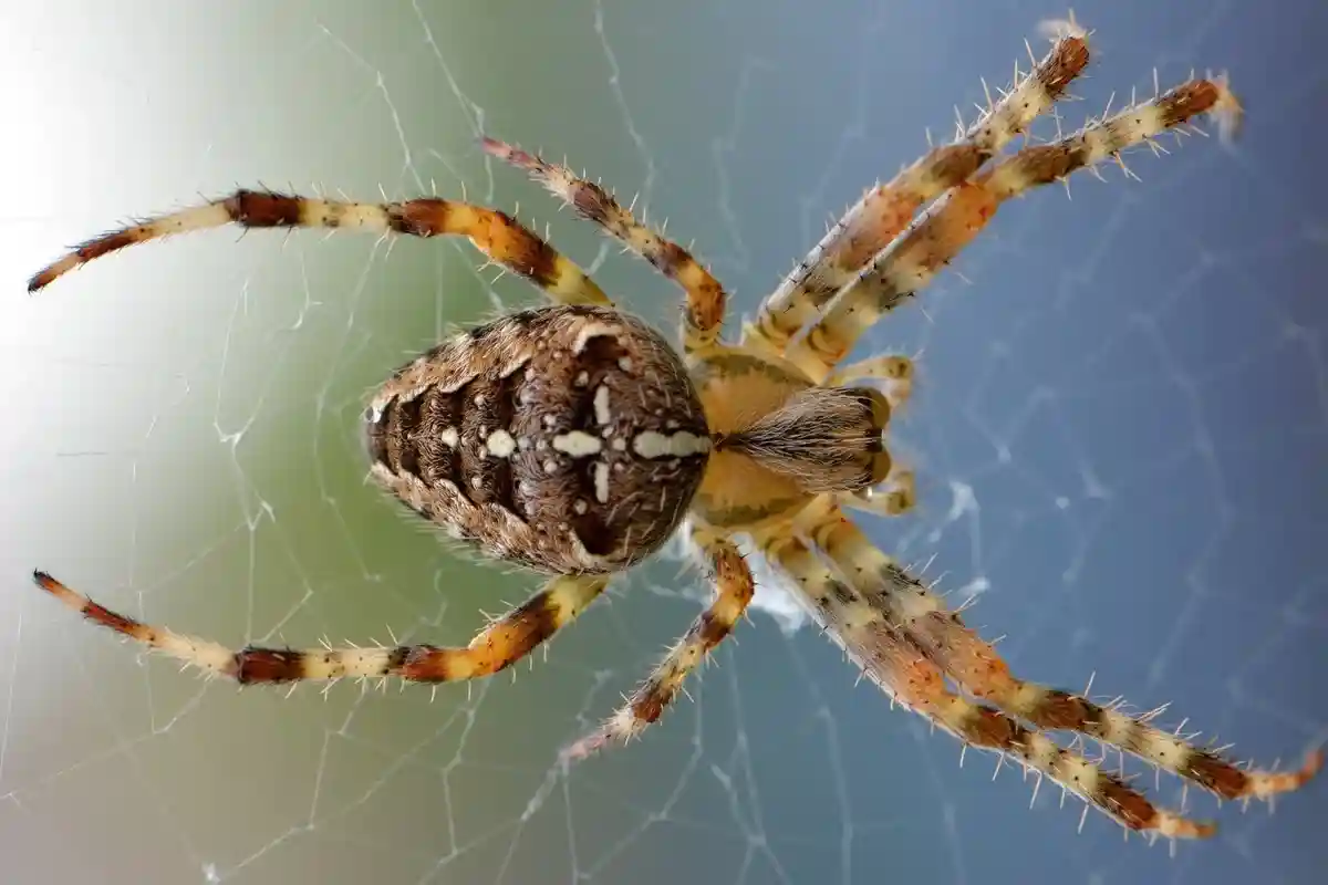 Насекомые могут быть полезными: паук избавит квартиру от комаров и мух. Фото: Ben_Kerckx / pixabay.com