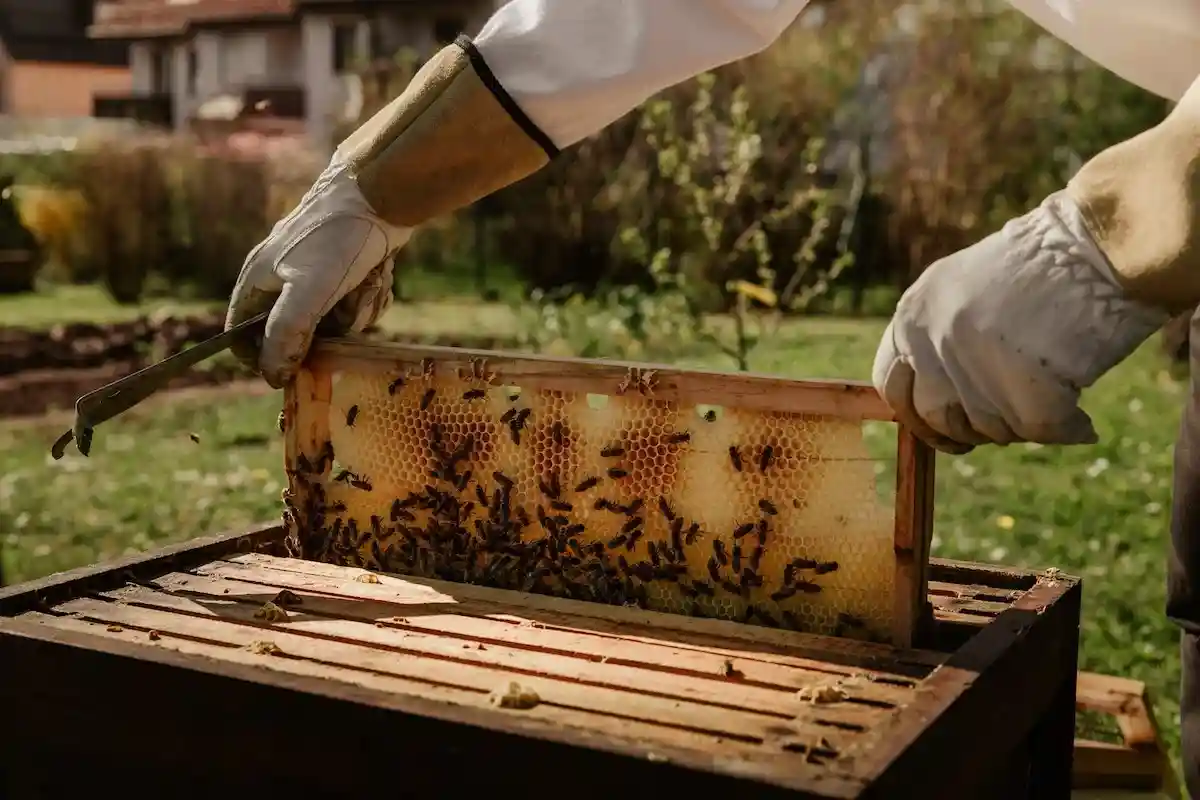 Пчеловоды Германии довольны урожаем 2022 года. Фото: Bianca Ackermann / Unsplash.com
