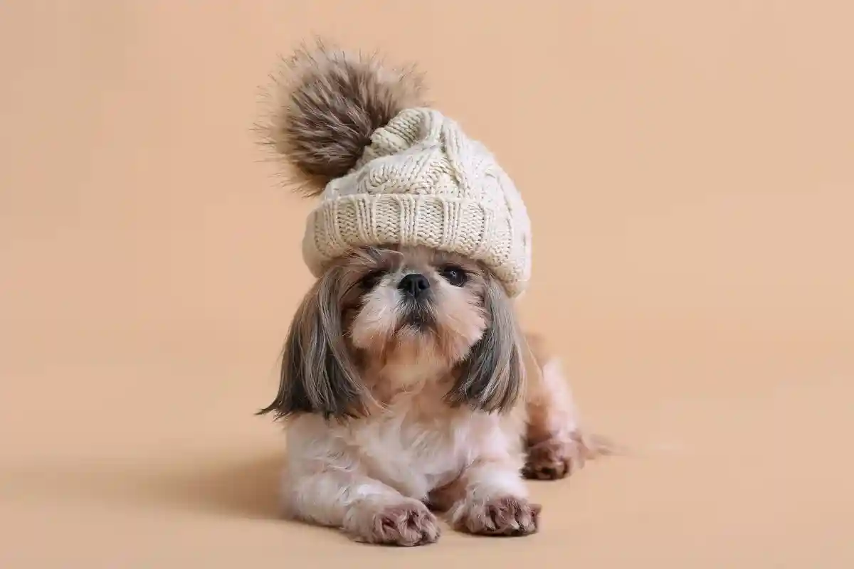 Нужна ли собакам одежда зимой. Фото: Pixel-Shot / shutterstock.com