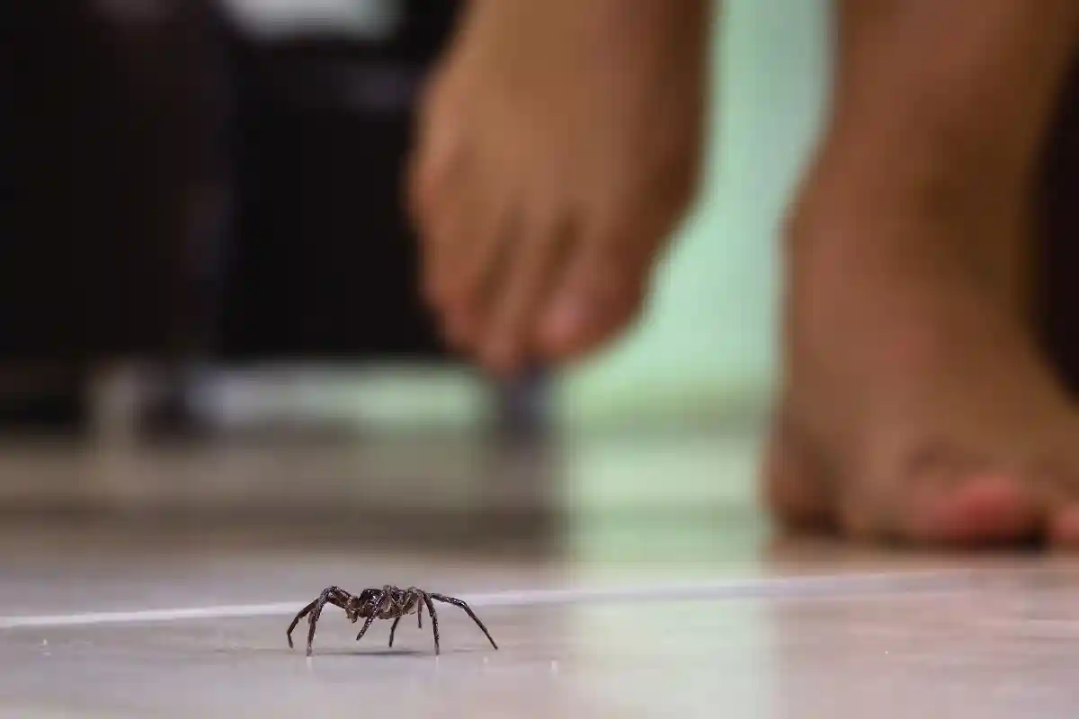 Опасен ли укус домашнего паука