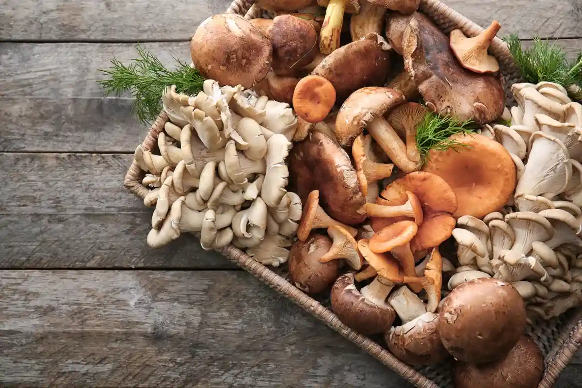 Опасная путаница при сборе грибов: съедобные сорта могут быть похожими на ядовитые. Фото: Africa Studio / Shutterstock.com