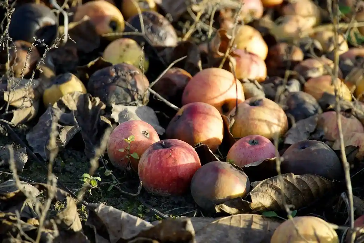 Опавшие плоды в немецком саду