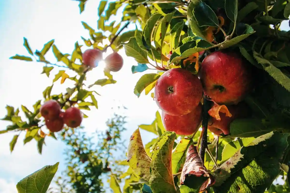 Пакт о фруктовых садах поможет сохранить ценные ландшафты. Фото: Tom Swinnen / www.pexels.com
