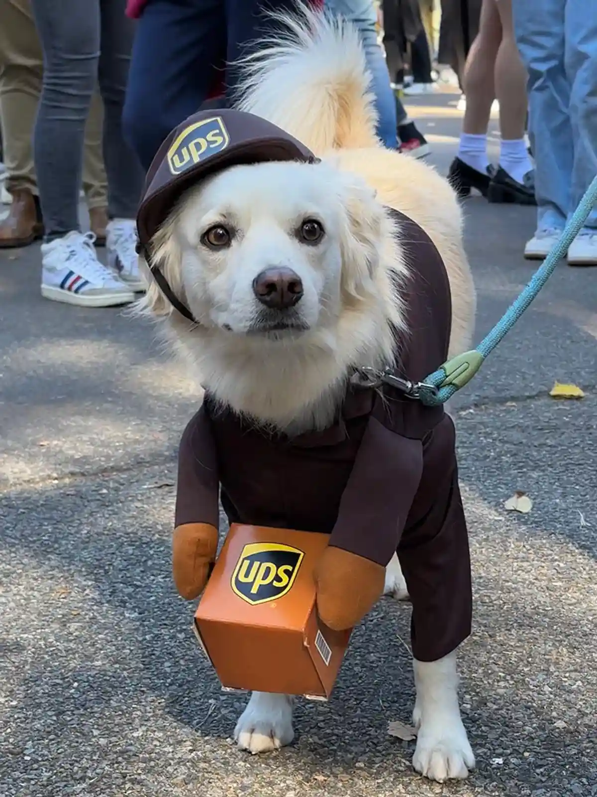 Доставщик посылок UPS. Парад собак на Хэллоуин в Нью-Йорке. Фото: aussiedlerbote.de