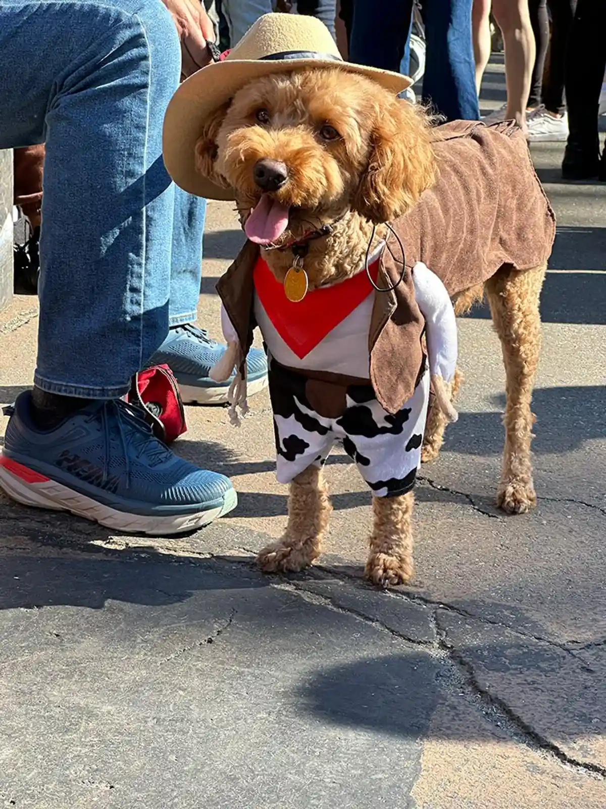 Собака в костюме ковбоя. Парад собак на Хэллоуин в Нью-Йорке. Фото: aussiedlerbote.de