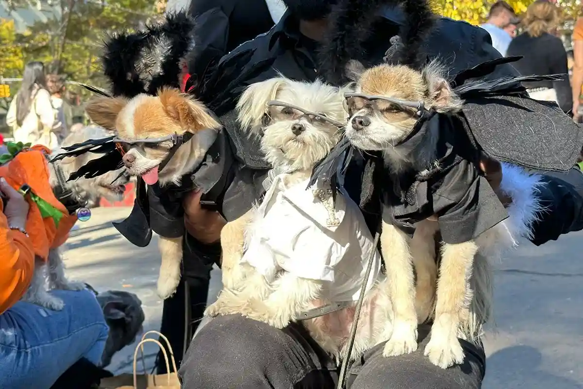 Парад собак на Хэллоуин в Нью-Йорке