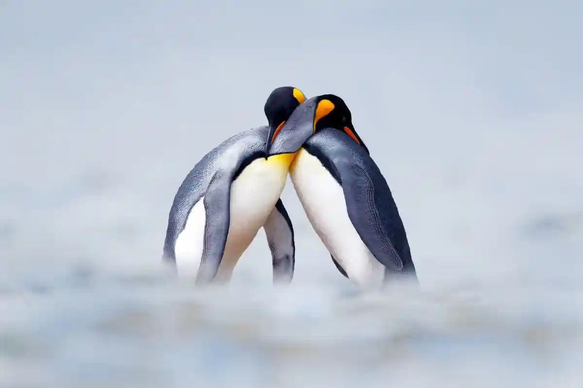 В Кейптауне птичий грипп привел к массовой гибели пингвинов. Фото: Ondrej Prosicky / Shutterstock.com