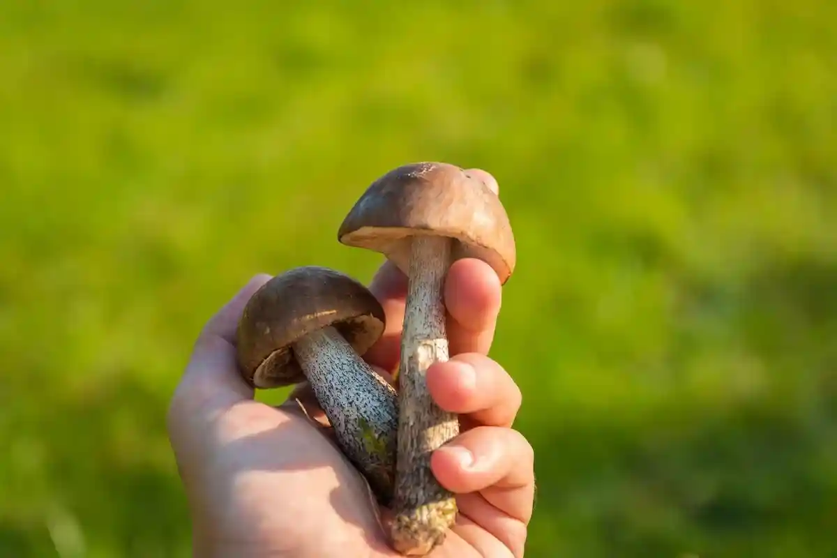 Правильно приготовить грибы