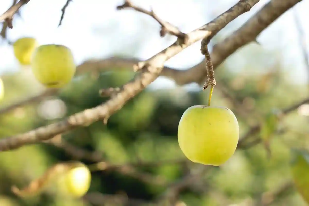 Производители яблок в Альтес-Ланде оставляют плоды. Фото: Tim Mossholder / unsplash.com