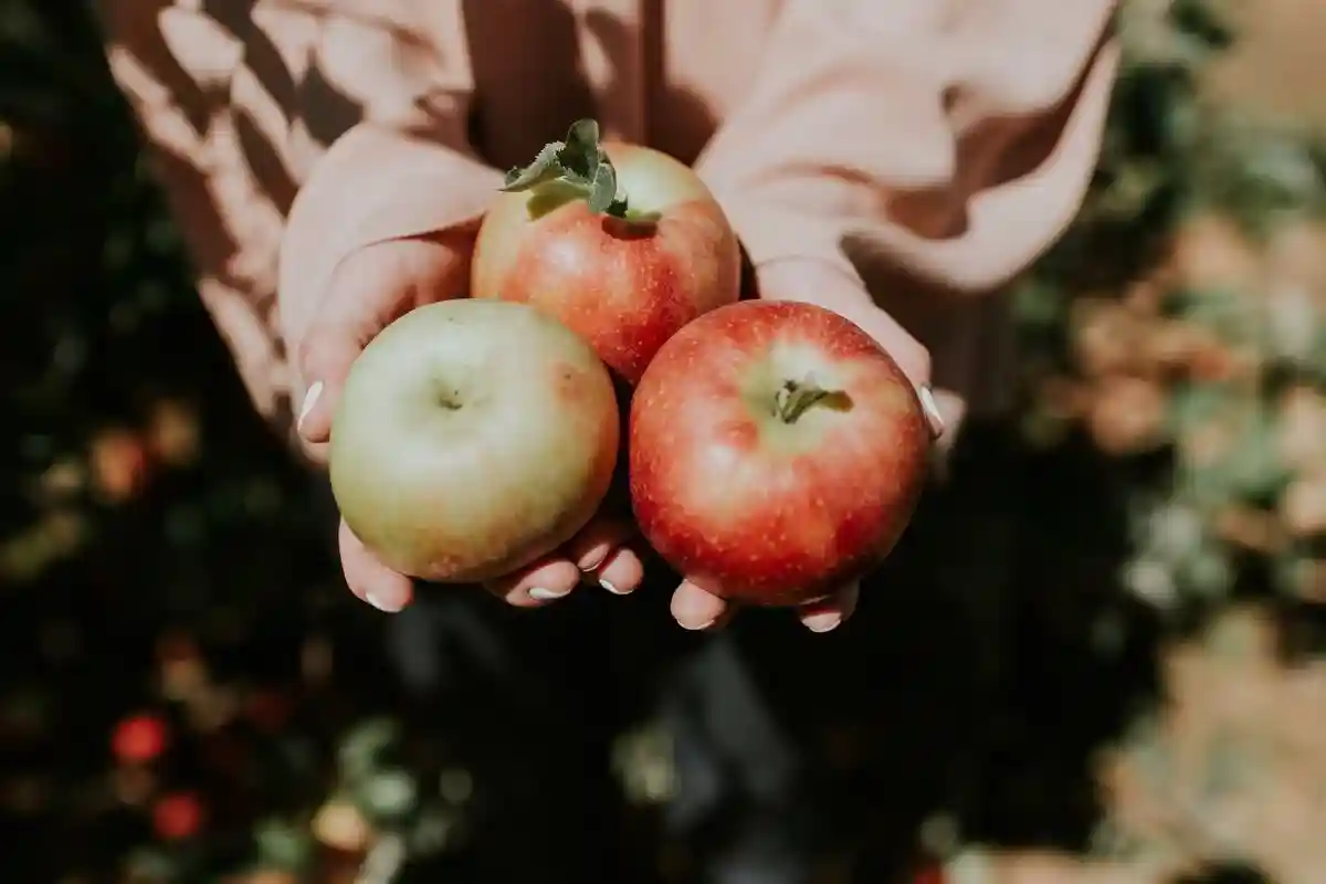 Производители яблок в Альтес-Ланде.