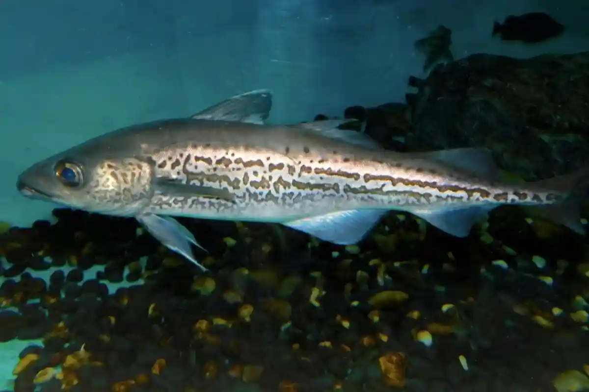 Рыбные палочки производят, в основном, из аляскинского минтая. Фото: George Berninger Jr. / wikipedia.org