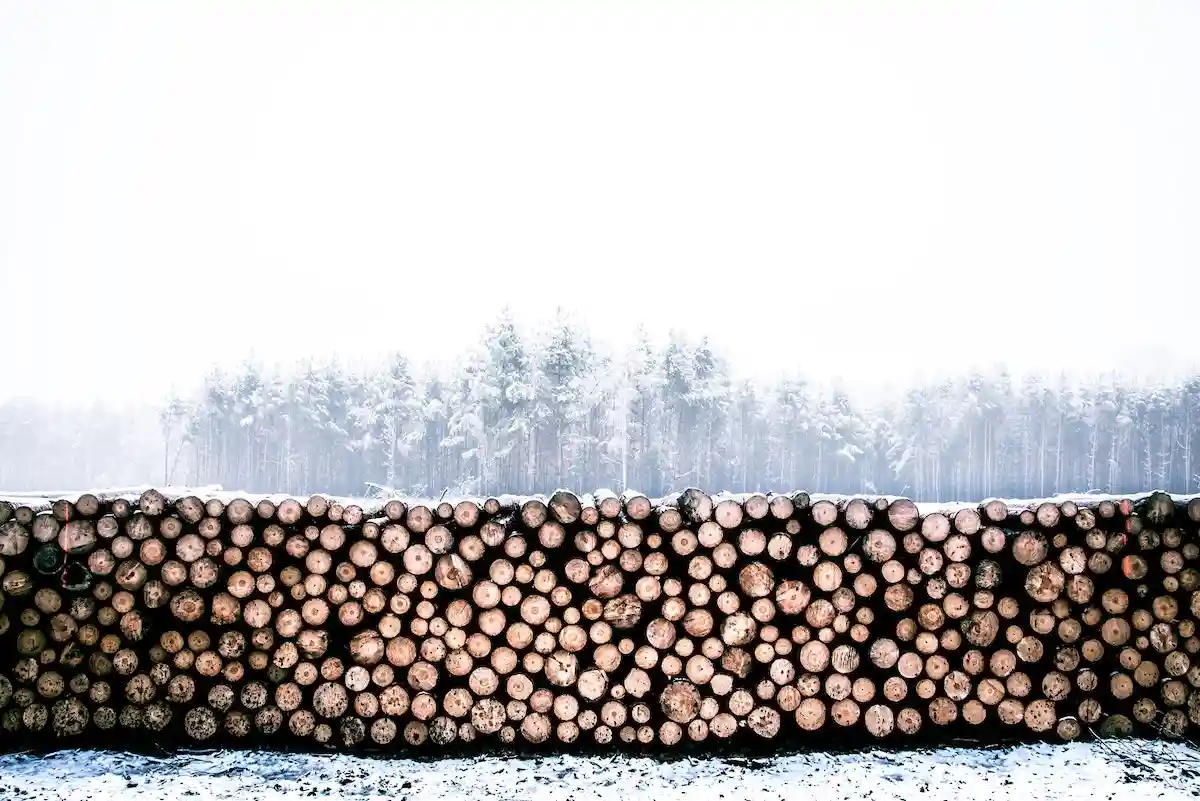 Сбор древесины в лесах Германии карается законом