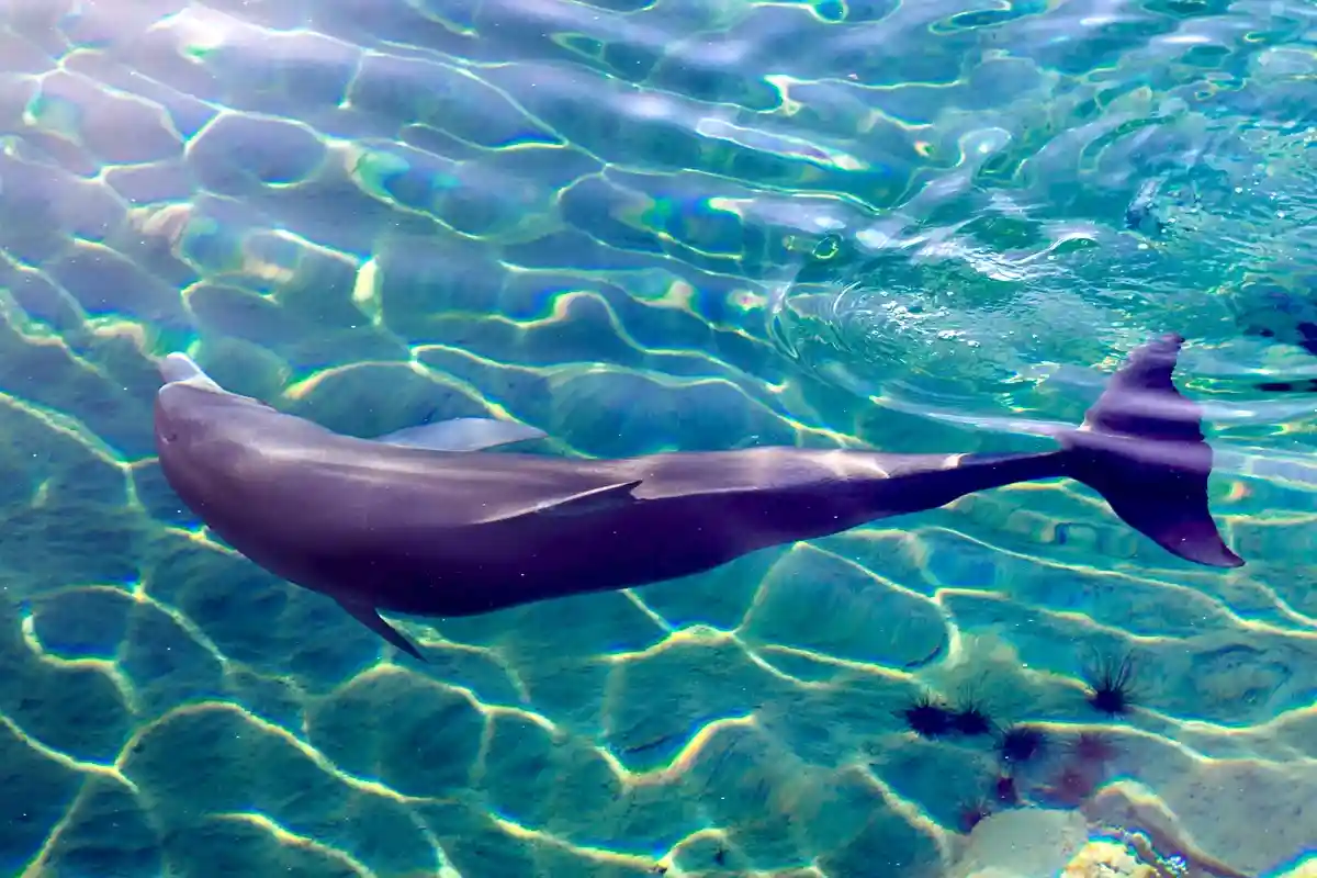 Южная Корея: последний дельфин выпущен на волю. Фото: Asher Davidson / shutterstock.com