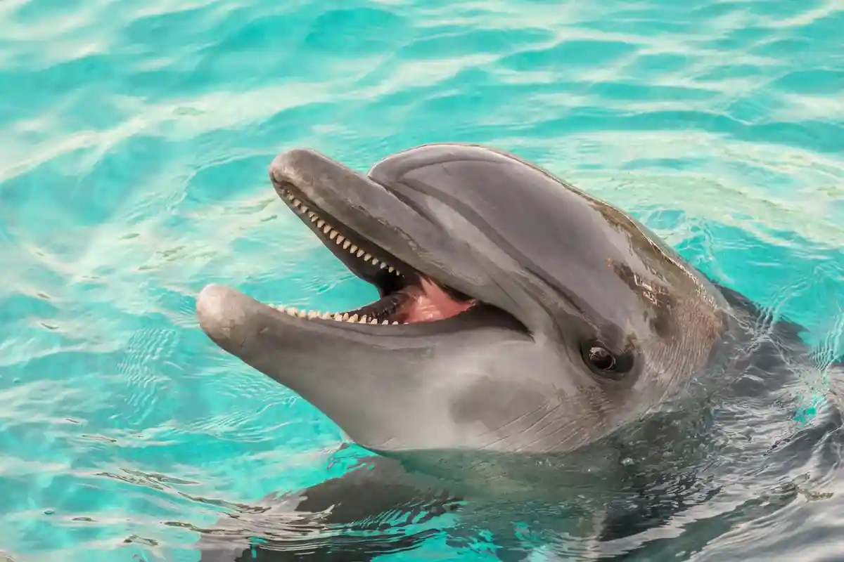 Южная Корея: последний дельфин выпущен на волю фото 1
