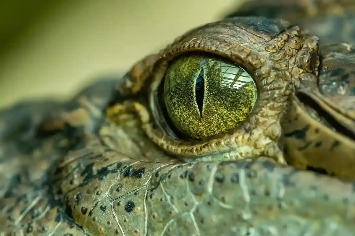 Смерть крокодила-вегетарианца. Рептилия при жизни питалась рисом. Фото: PetrGanaj / pixabay.com