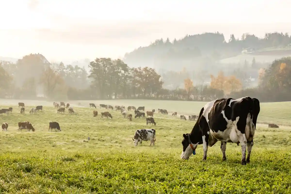 Туберкулез крупного рогатого скота обнаружили в Тюрингии. Фото: Fredy Thuerig / shutterstock.com