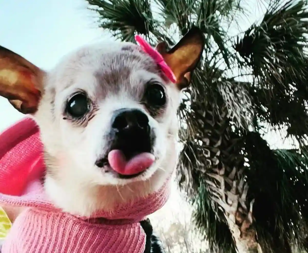 Умерла самая старая собака в мире. Фото: pebbles_since_2000/instagram.com