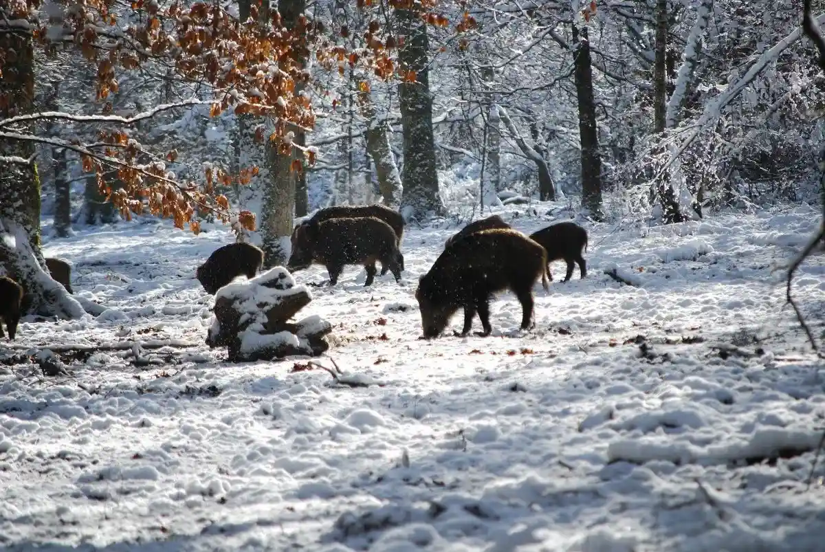 В Германии усилили мониторинг чумы свиней. Фото: Arthur Smaal / www.pexels.com