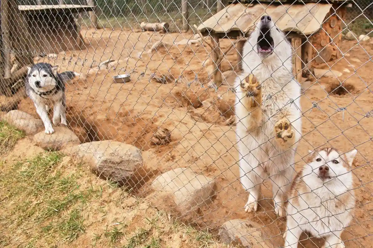 Хозяев обяжут изменить условия содержания собак и выплатить компенсации. Фото: Vital Hil / shuttersstock.com