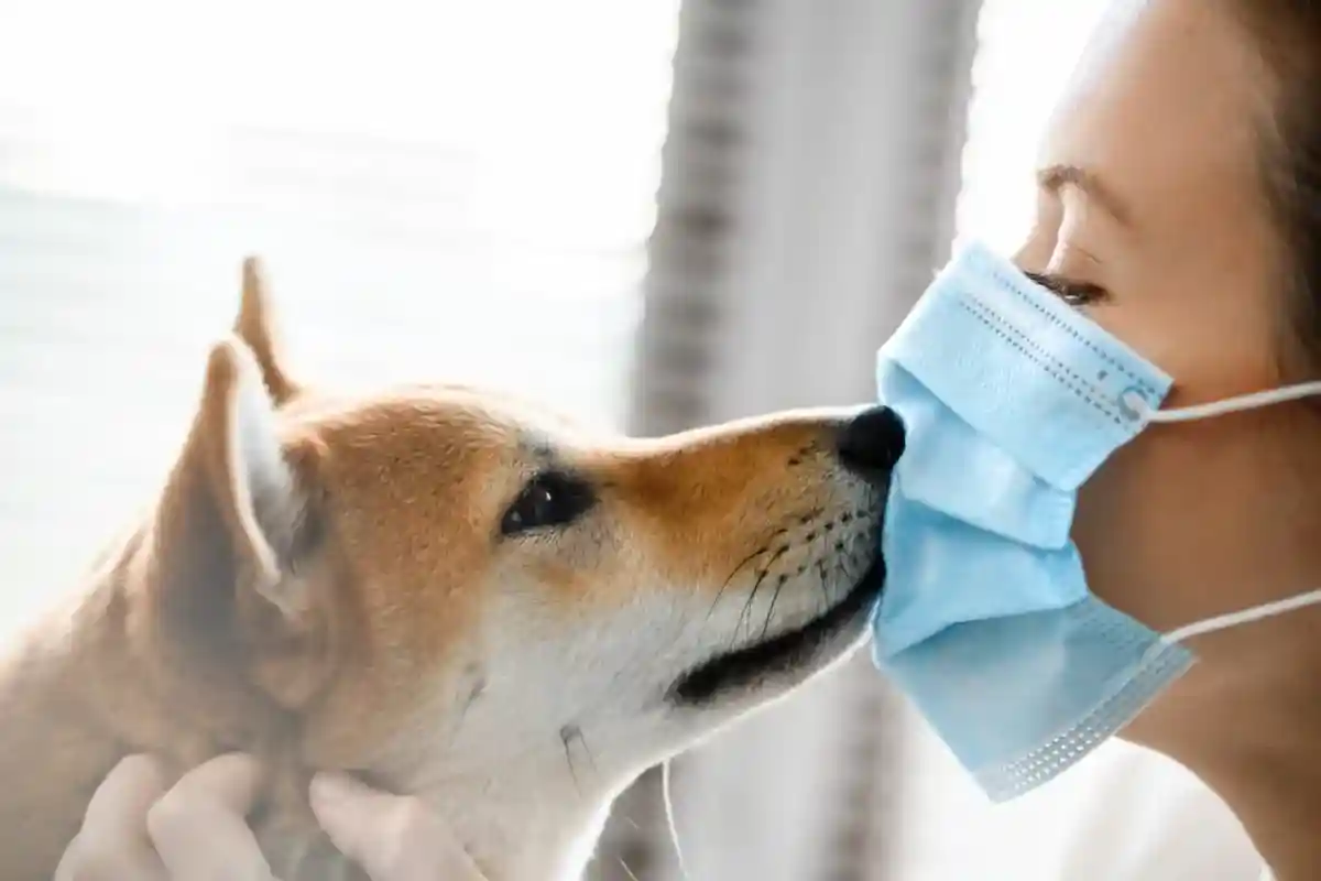 Владельцы собак больше подвержены коронавирусу. Фото: Anton Kositcyn / shutterstock.com