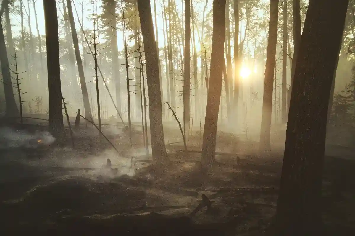 Война губит леса: страдает украинское Полесье. Фото: Landon Parenteau / unsplash.com