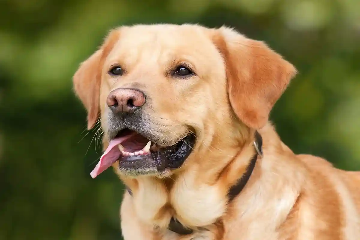 Реальный возраст собак смогли посчитать на примере лабрадоров-ретриверов. Фото: Chiemsee2016 / pixabay.com