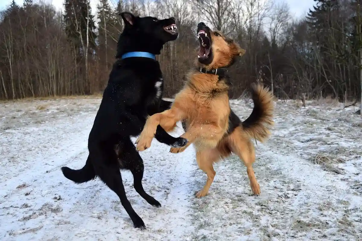 Зевают собаки и для того, чтобы разрядить атмосферу в конфликтной ситуации с сородичами. Фото: Lindasay / pixabay.com