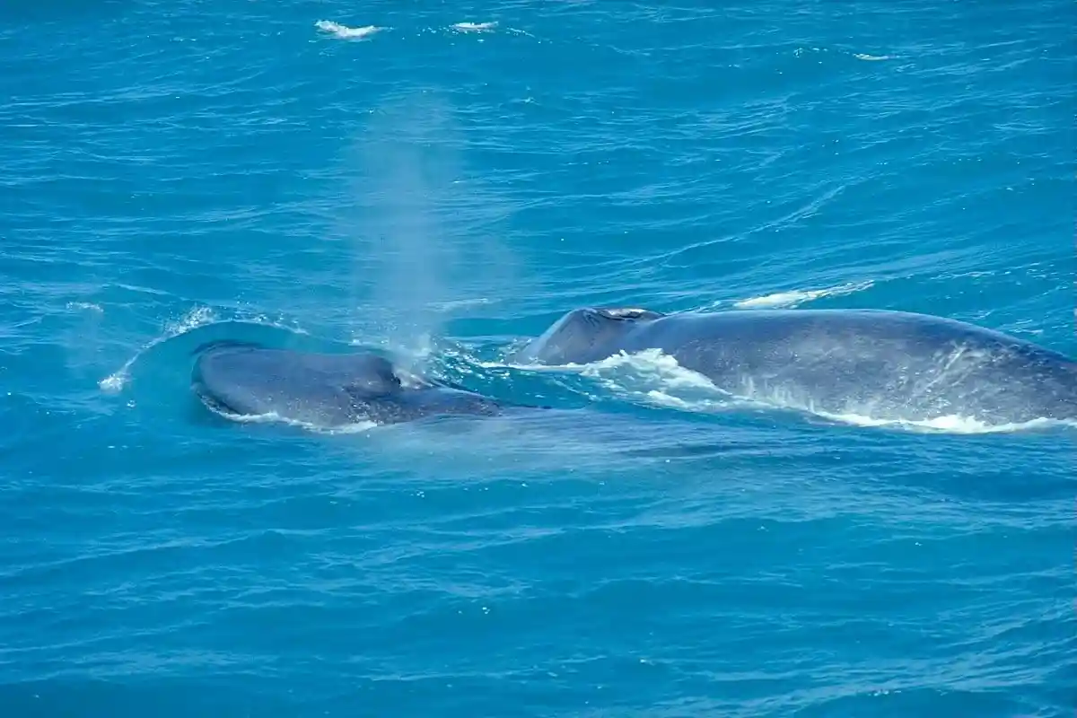 Голубые киты съедают до 10 миллионов кусочков микропластика в день. Фото: Andreas Tille / commons.wikimedia.org
