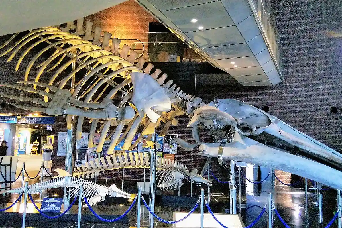 Скелет голубого кита в японском музее Шимоносеки. Фото: 要塞騎士 / commons.wikimedia.org