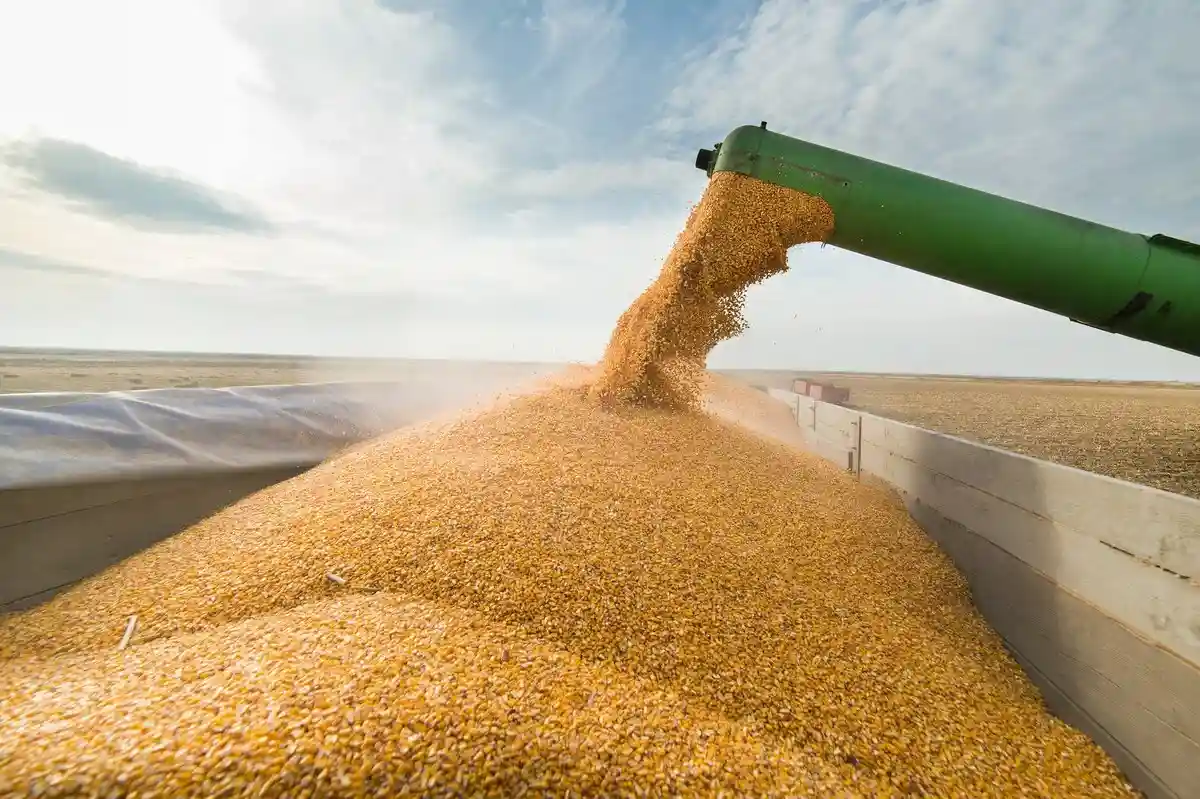 Россия возобновляет участие в зерновой сделке. Фото: Fotokostic / Shutterstock.com