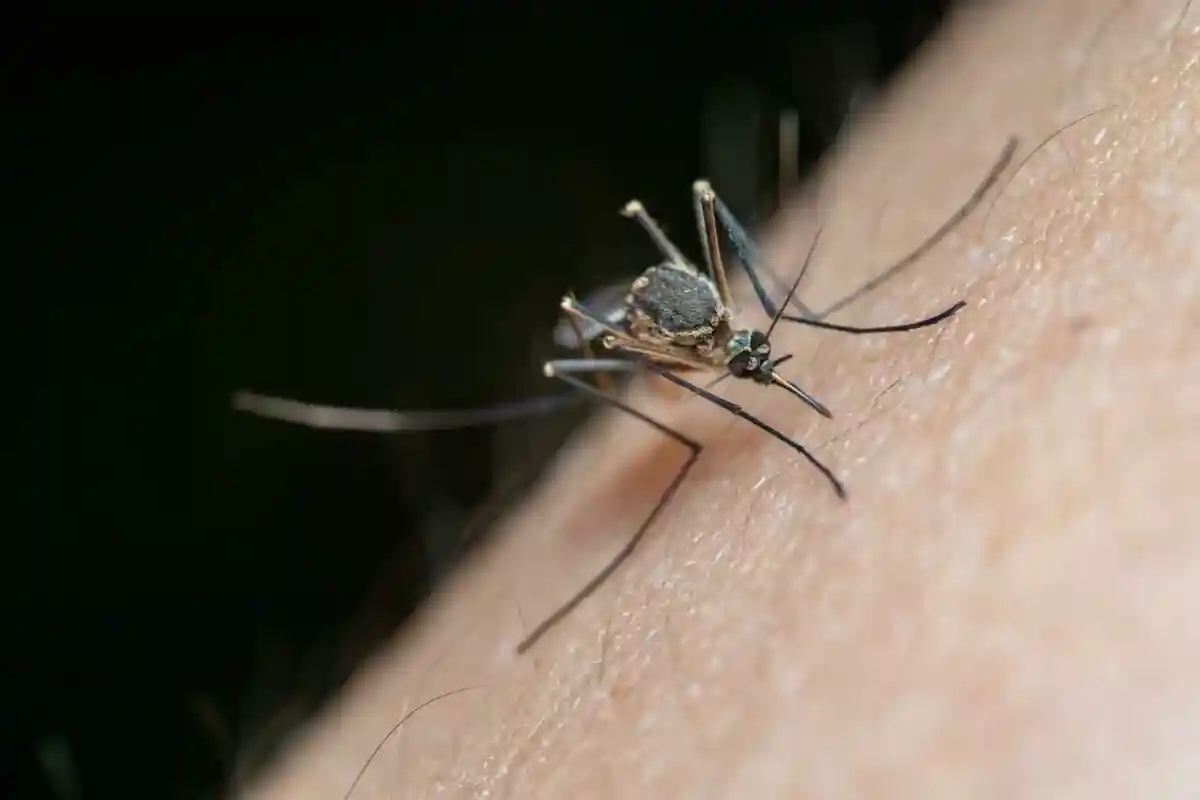 Переносчики лихорадки Западного Нила — комары. Фото: Jimmy Chan / pexels.com