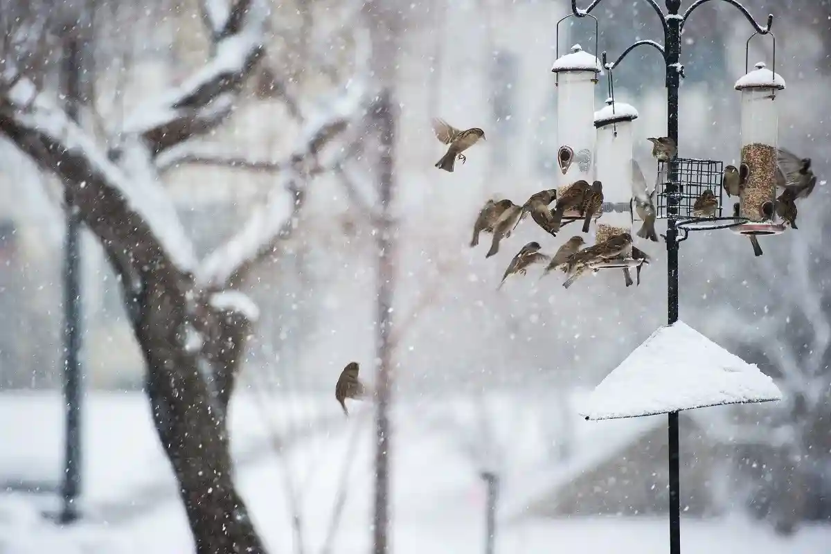 Важно спроектировать сад таким образом, чтобы птицы могли находить в нем корм даже зимой. Фото: Ian Hanson / shutterstock.com