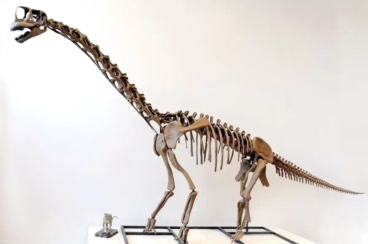 Длинношеий динозавр "европазавр