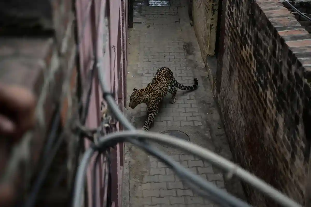 Leopard bites 15 people in India