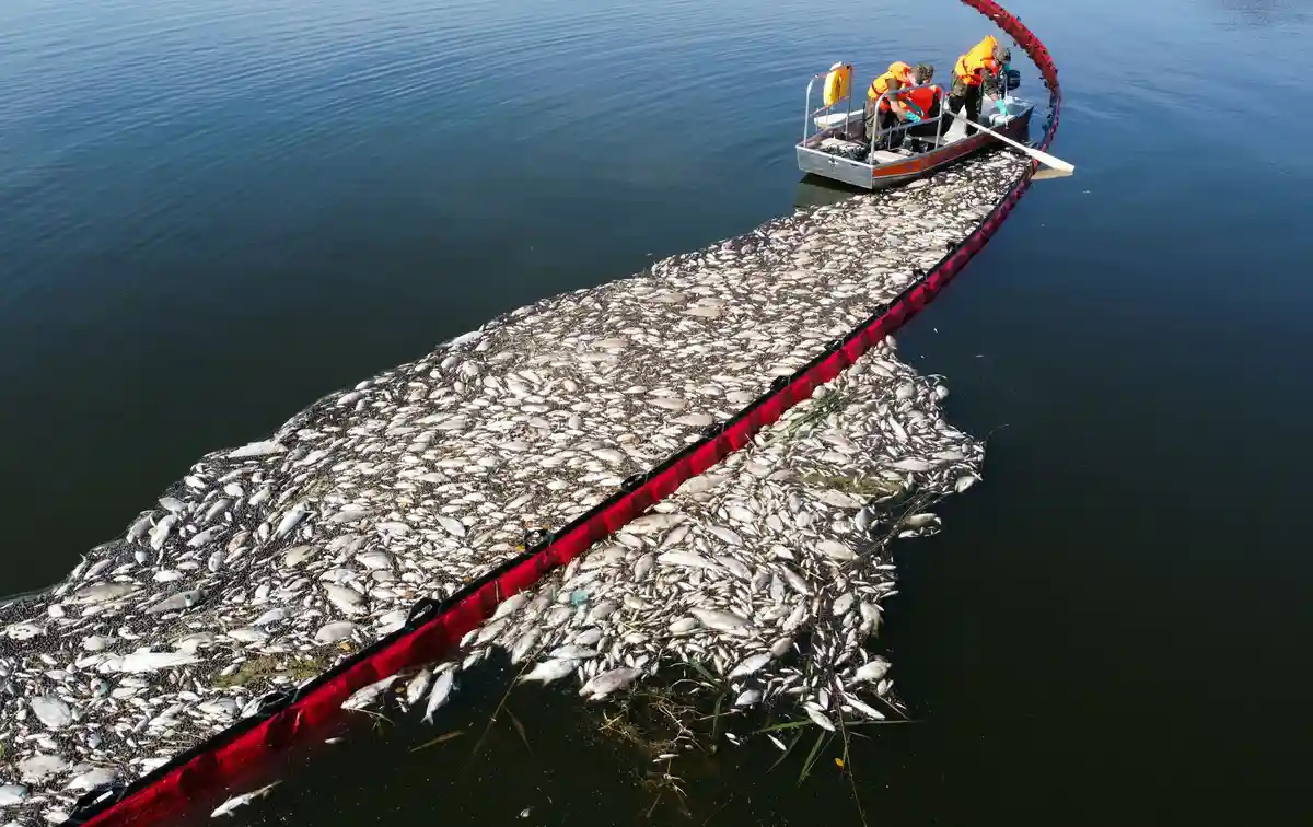 Экологическая катастрофа на реке Одер