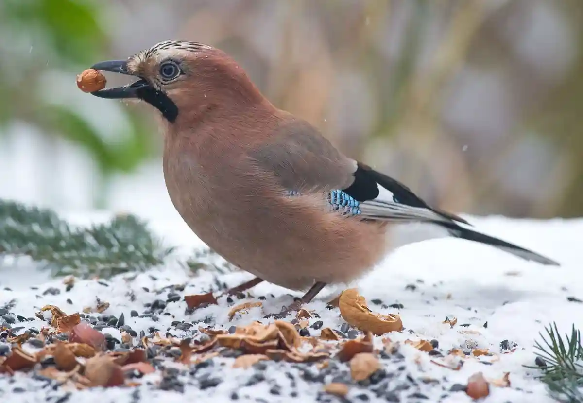 Подкормка птиц зимой