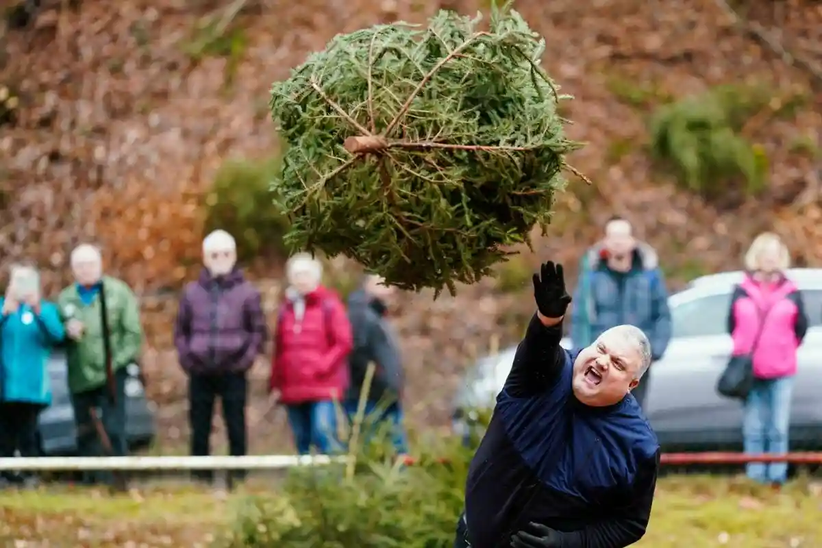 В Баден-Вюртемберге рождественские елки подорожают.  Фото: Uwe Anspach/dpa