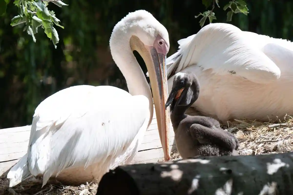 Дрезденский зоопарк - Пеликаны