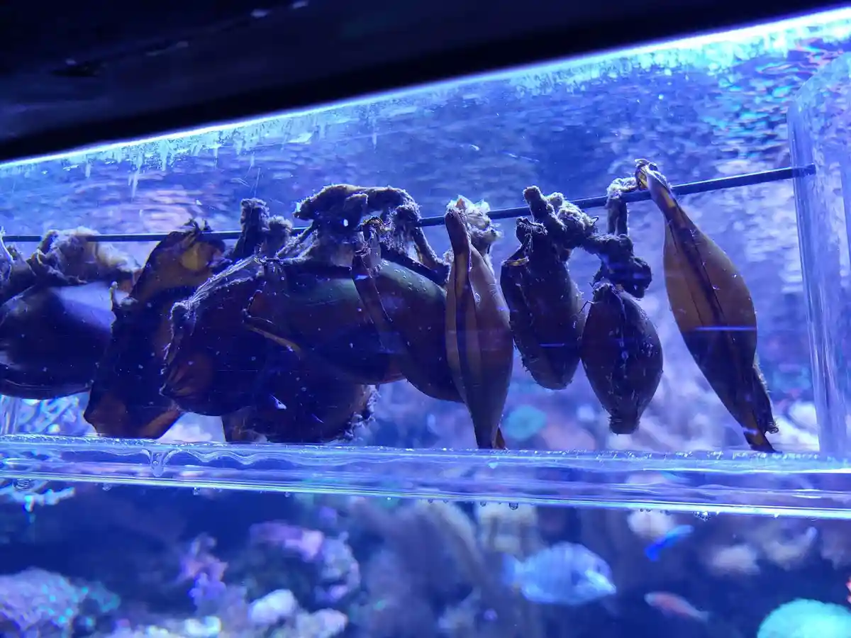 Детеныши бамбуковой акулы в яйцевых капсулах в зоопарке Дуйсбурга
