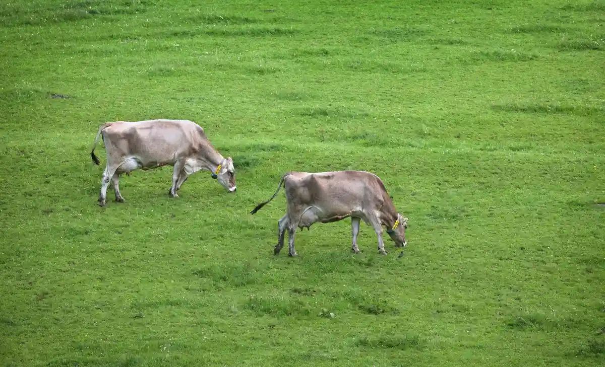Коровы в Баварии