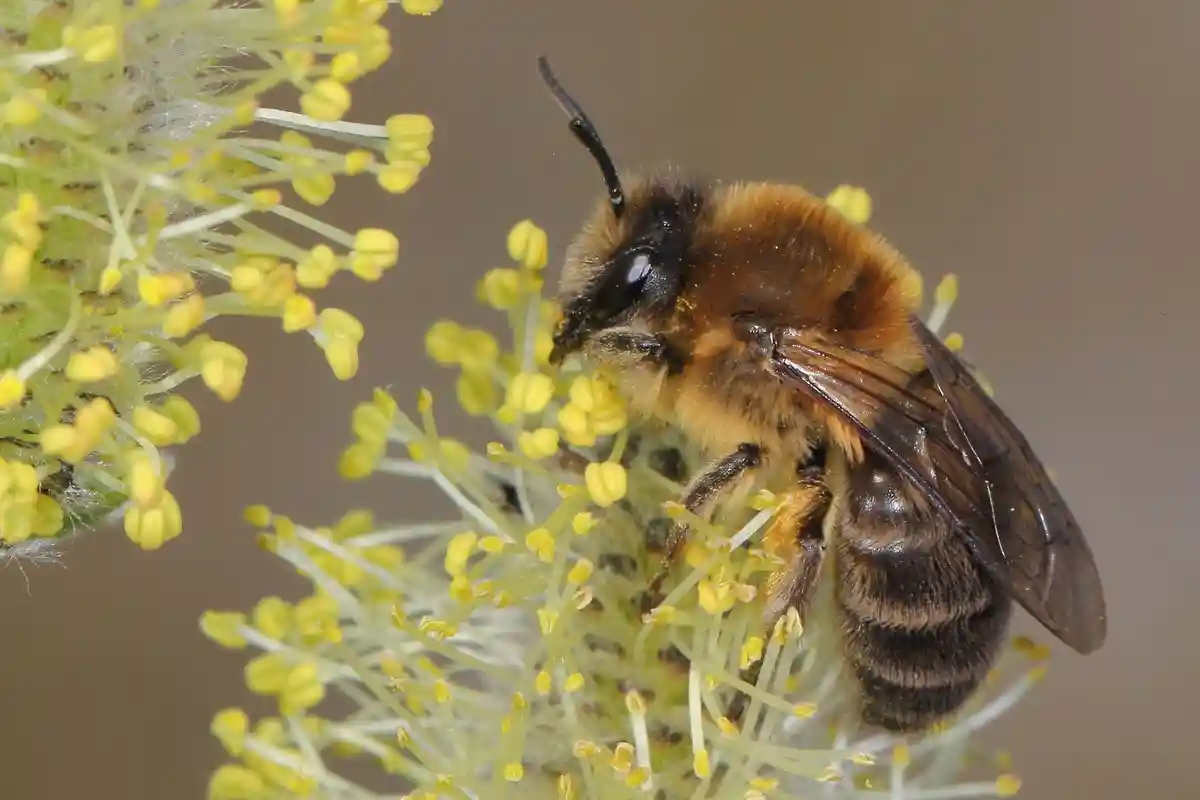 "Дикой пчелой 2023 года" стала весенняя шелковистая пчела