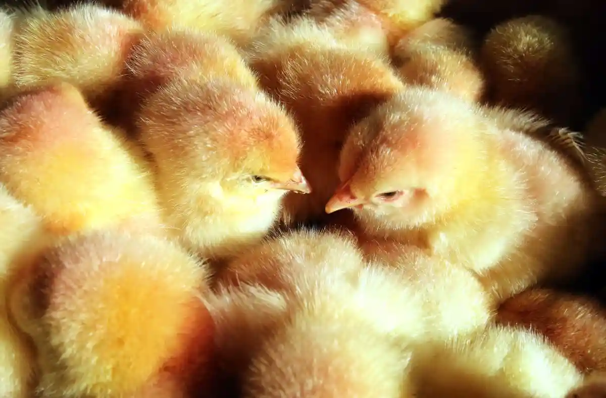 Смешанные промежуточные результаты запрета на убийство цыплят
