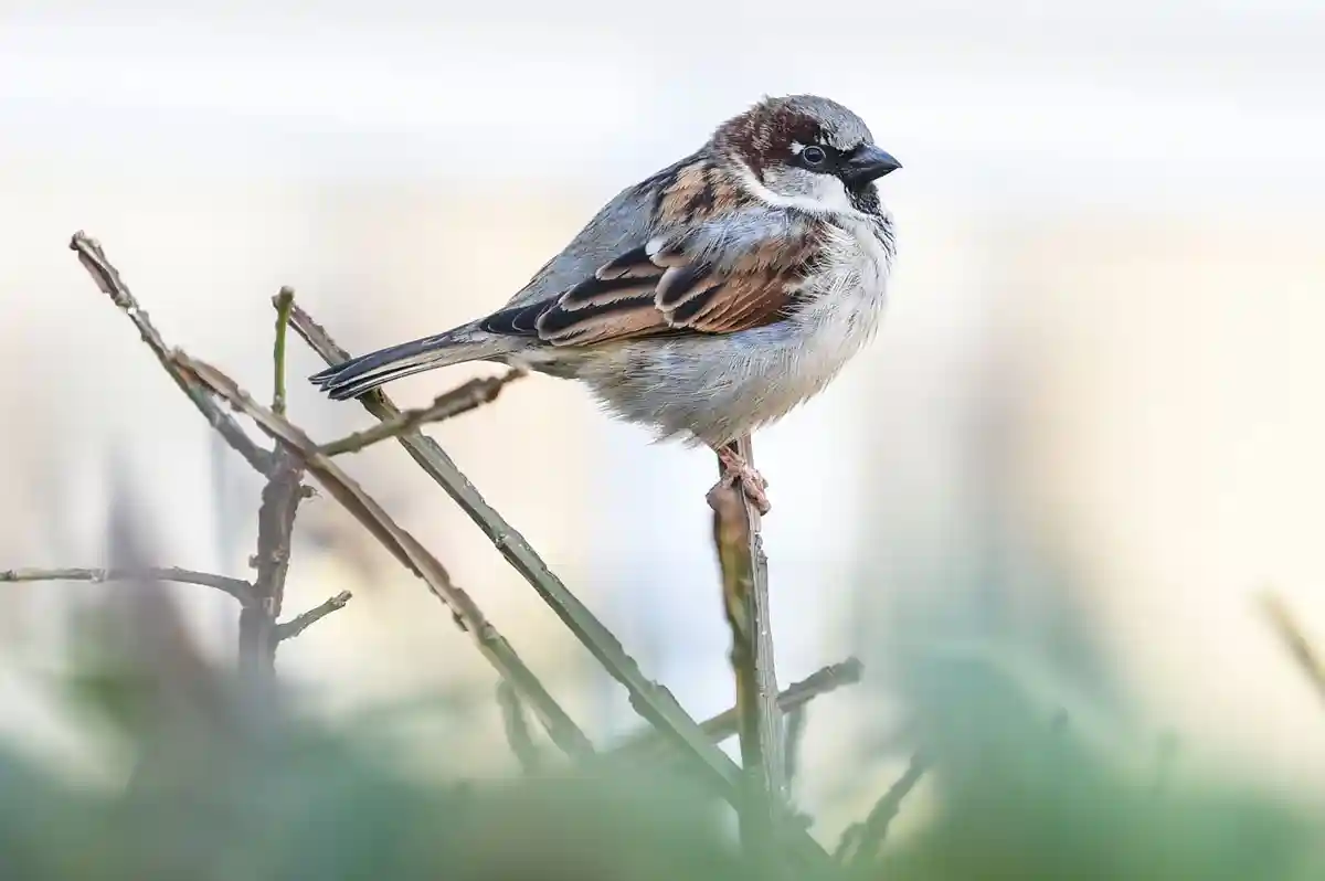 Мягкая зима: Меньше птиц в садах ДНР