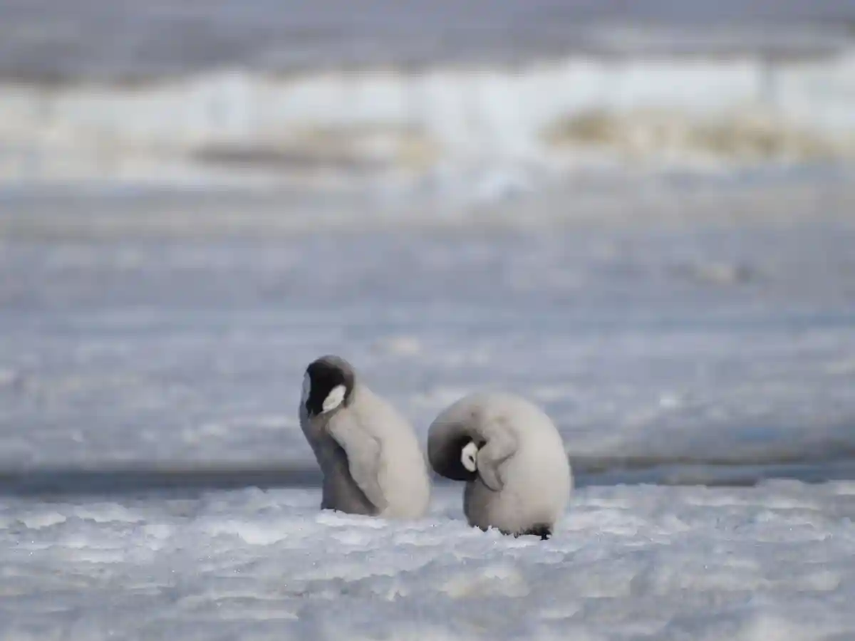Британцы нашли в Антарктиде пингвинов по их экскрементам