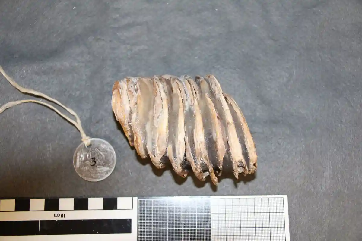 Восстановленный коренной зуб теленка мамонта