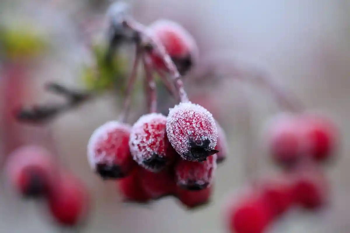 Заморозки в Бёрде - Погода в Саксонии-Анхальт