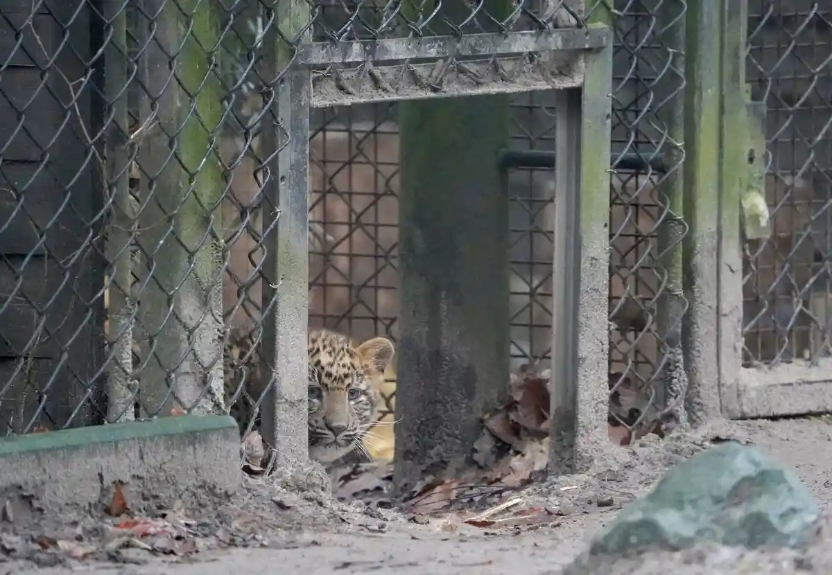 Детеныши леопарда исследуют свой открытый вольер